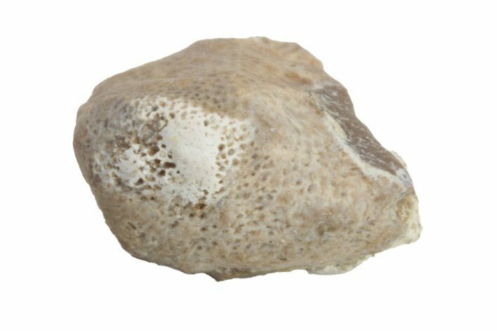 Fossil Crusher Shark (Ptychodus) Tooth - Kansas #218650